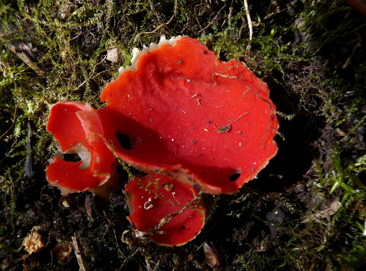 Sarcoscypha austriaca