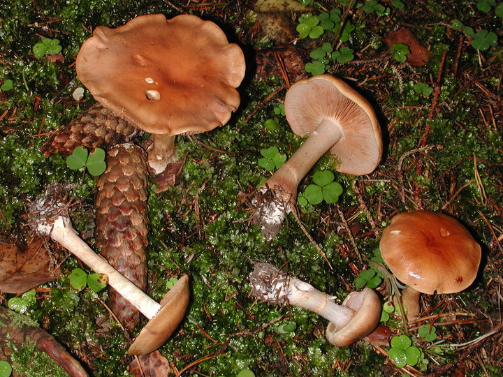 Cortinarius caninus