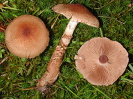 Cortinarius pholideus