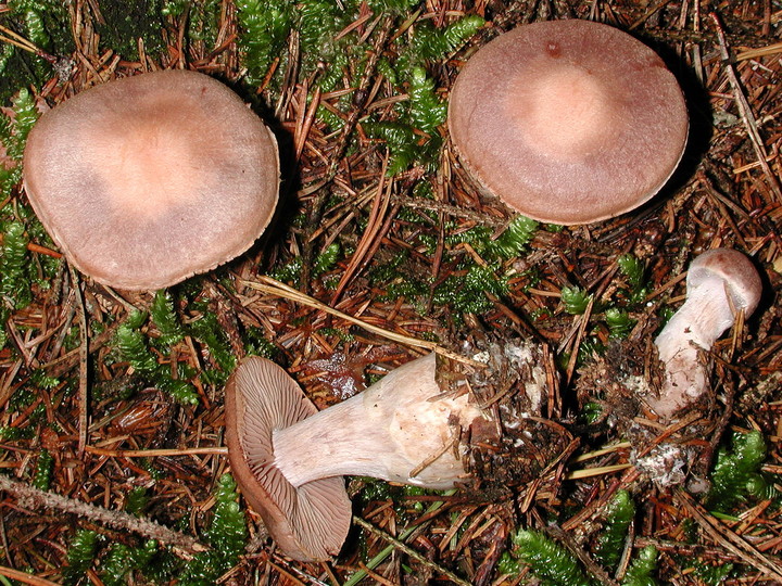 Cortinarius malachius