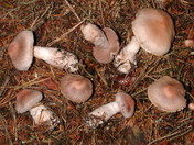 Cortinarius malachius