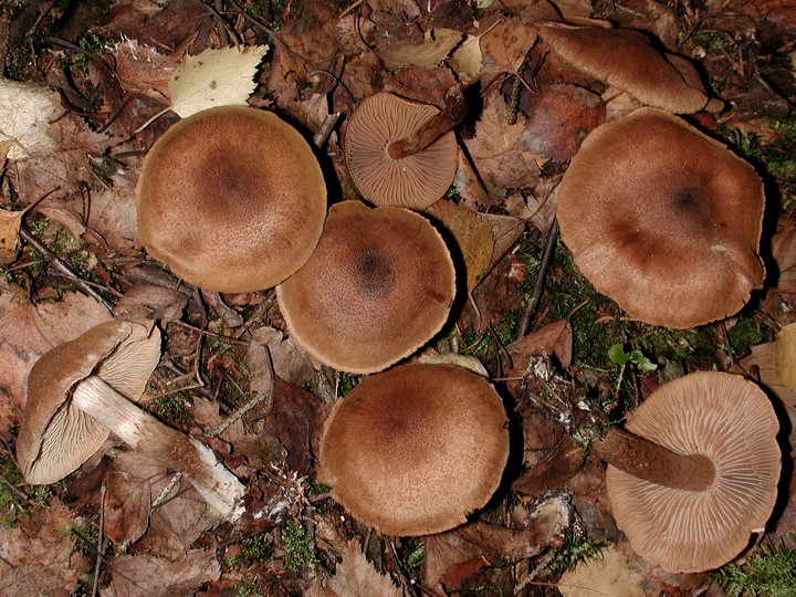 Cortinarius pholideus