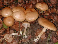 Cortinarius decoloratus