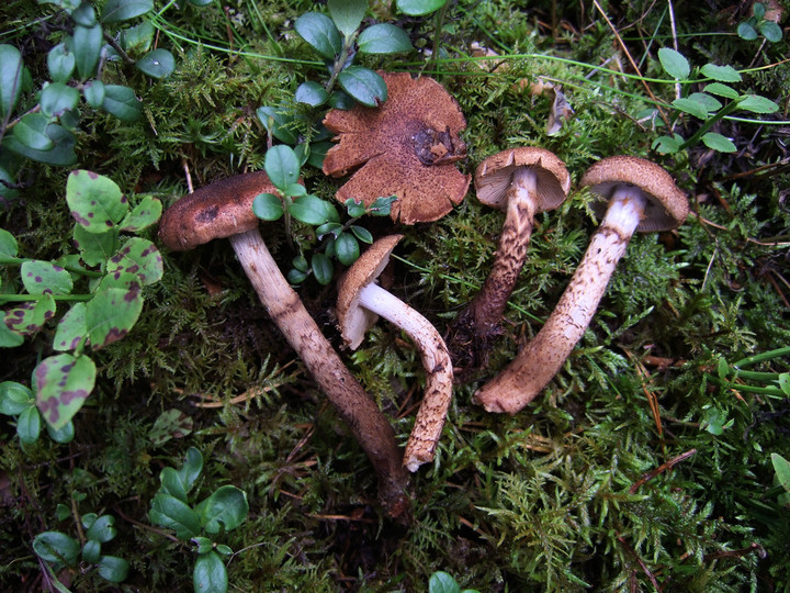 Cortinarius pholideus