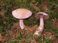 Cortinarius camphoratus