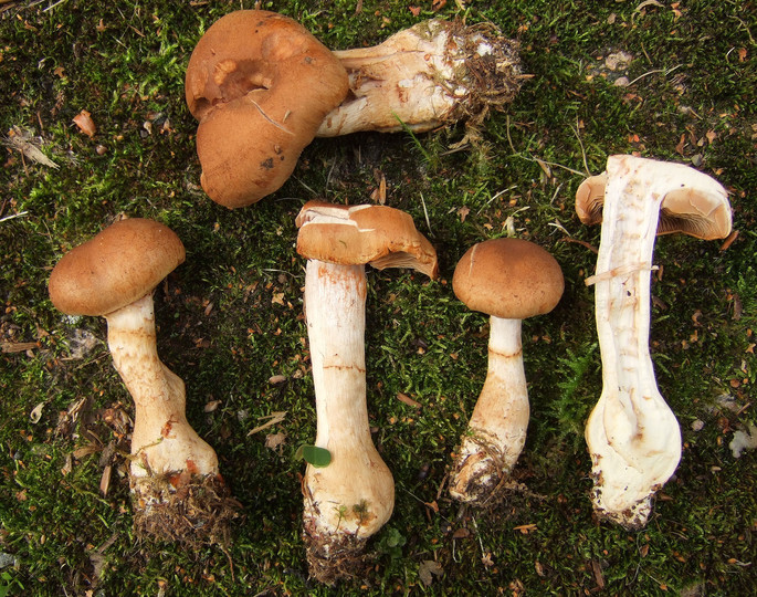 Cortinarius violaceocinereus