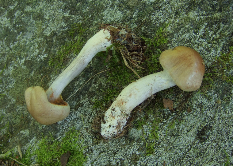 Cortinarius lepidopus