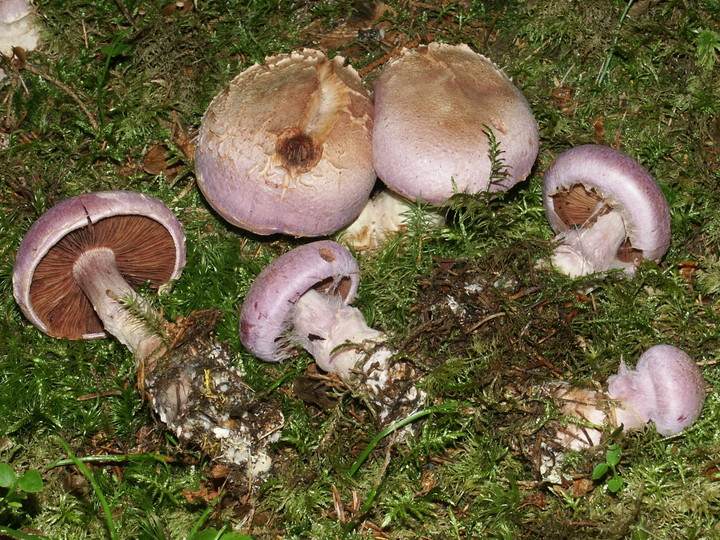 Cortinarius traganus