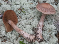 Cortinarius quarciticus