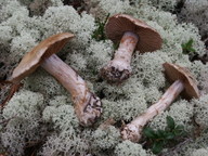 Cortinarius quarciticus