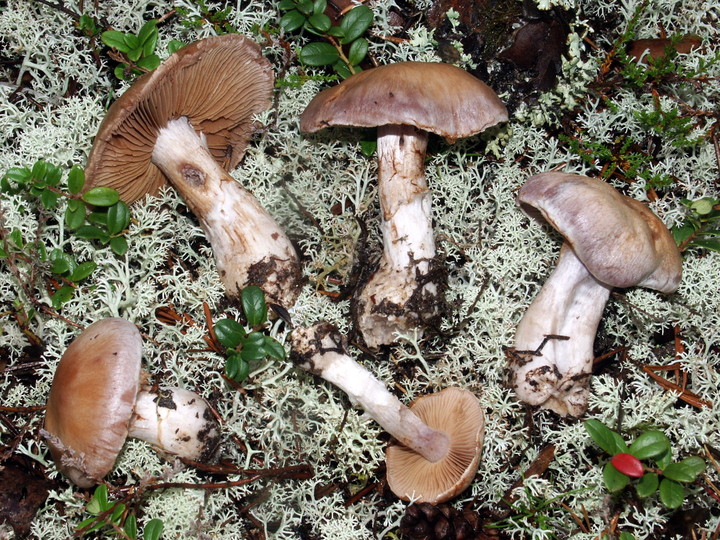 Cortinarius quarciticus