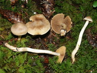 Cortinarius ochrophyllus