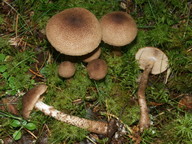 Cortinarius pholideus