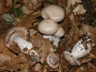 Cortinarius turgidus