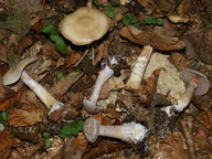 Cortinarius decoloratus