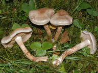 Cortinarius spilomeus