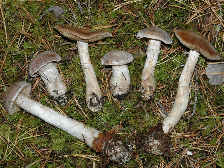 Cortinarius quarciticus