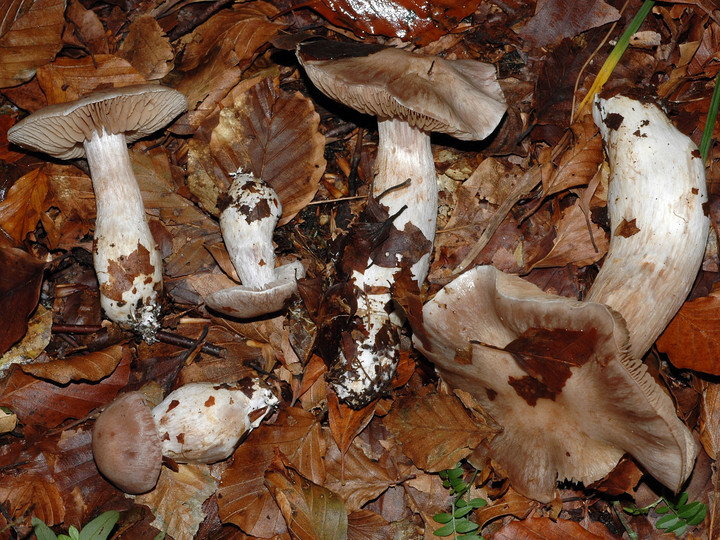 Cortinarius turgidus