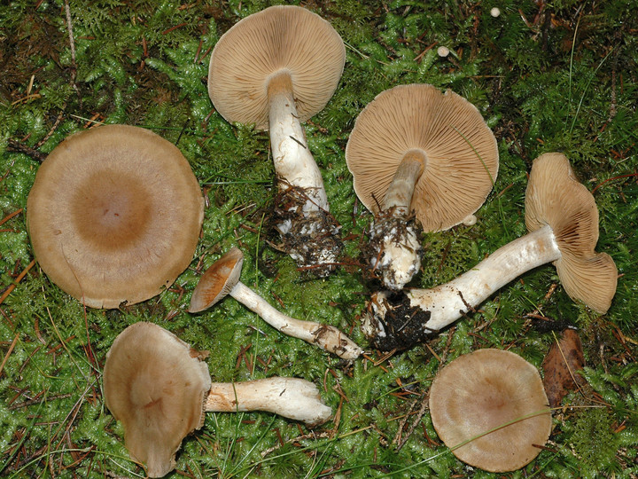 Cortinarius ochrophyllus