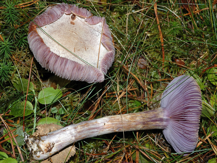 Cortinarius camphoratus