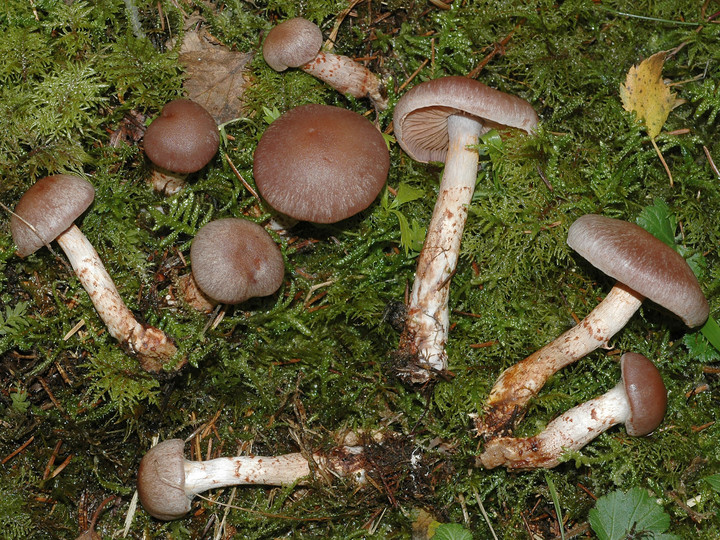 Cortinarius spilomeus