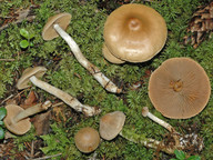 Cortinarius ochrophyllus