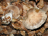 Cortinarius turgidus