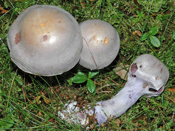 Cortinarius camphoratus