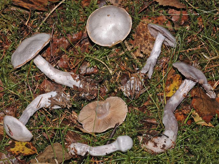 Cortinarius alboviolaceus