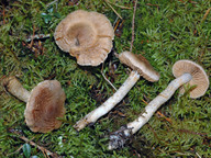 Cortinarius ochrophyllus