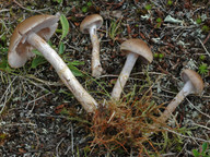 Cortinarius lepidopus