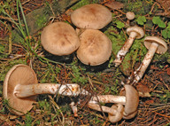 Cortinarius spilomeus