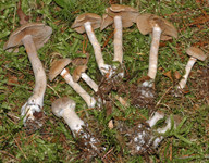 Cortinarius anomalus