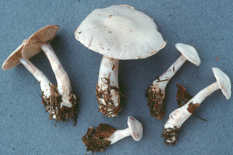 Cortinarius alboviolaceus