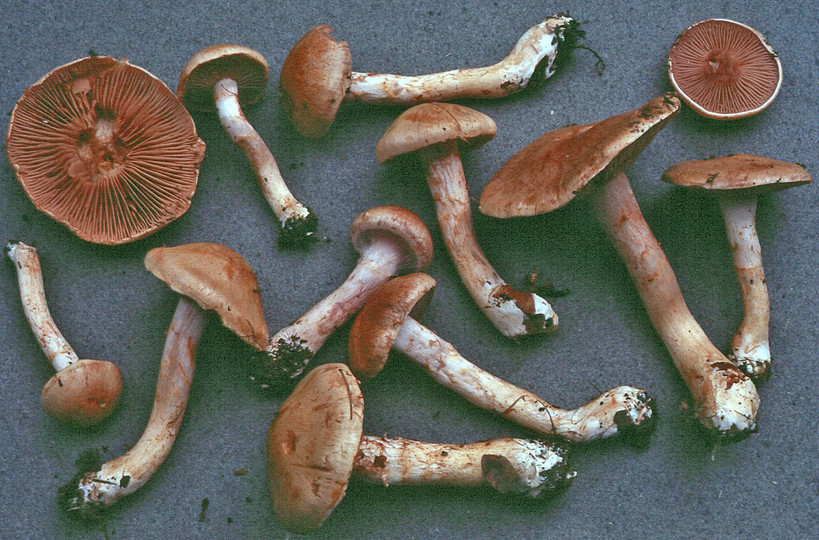 Cortinarius decoloratus