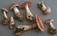 Cortinarius malachius