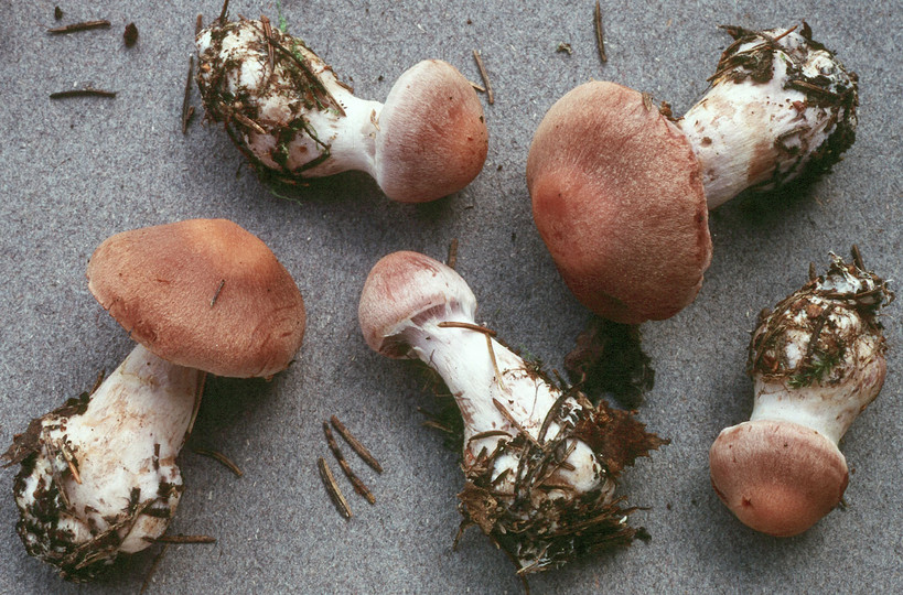 Cortinarius malachius