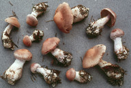 Cortinarius malachius