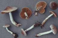 Cortinarius ochrophyllus