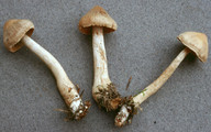 Cortinarius ochrophyllus