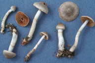 Cortinarius ochrophyllus