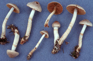 Cortinarius ochrophyllus