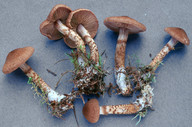 Cortinarius pholideus