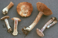 Cortinarius quarciticus