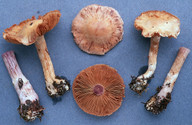 Cortinarius quarciticus