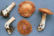 Cortinarius quarciticus