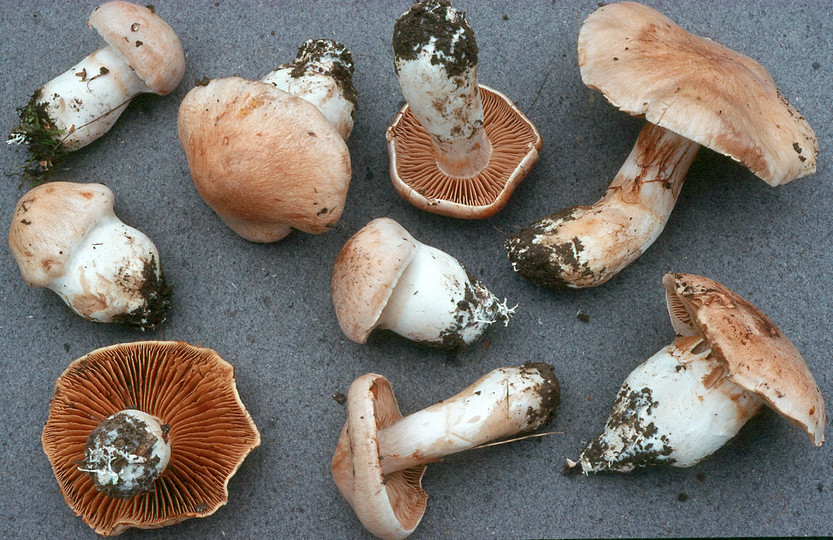 Cortinarius turgidus