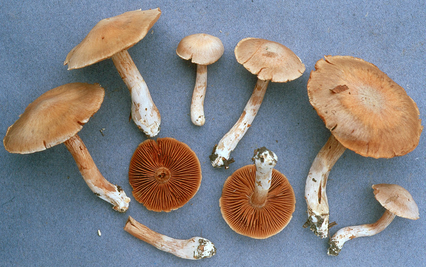 Cortinarius urbicus