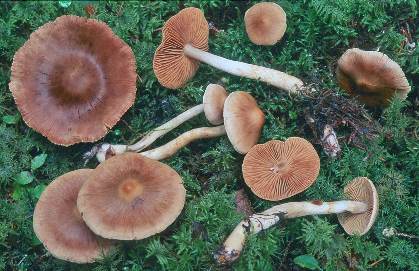 Cortinarius ochrophyllus