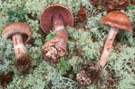 Cortinarius quarciticus